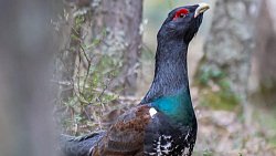 В Челябинской области начали танцевать глухари