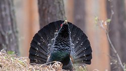 В Челябинской области начали танцевать глухари