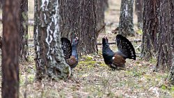 В Челябинской области начали танцевать глухари
