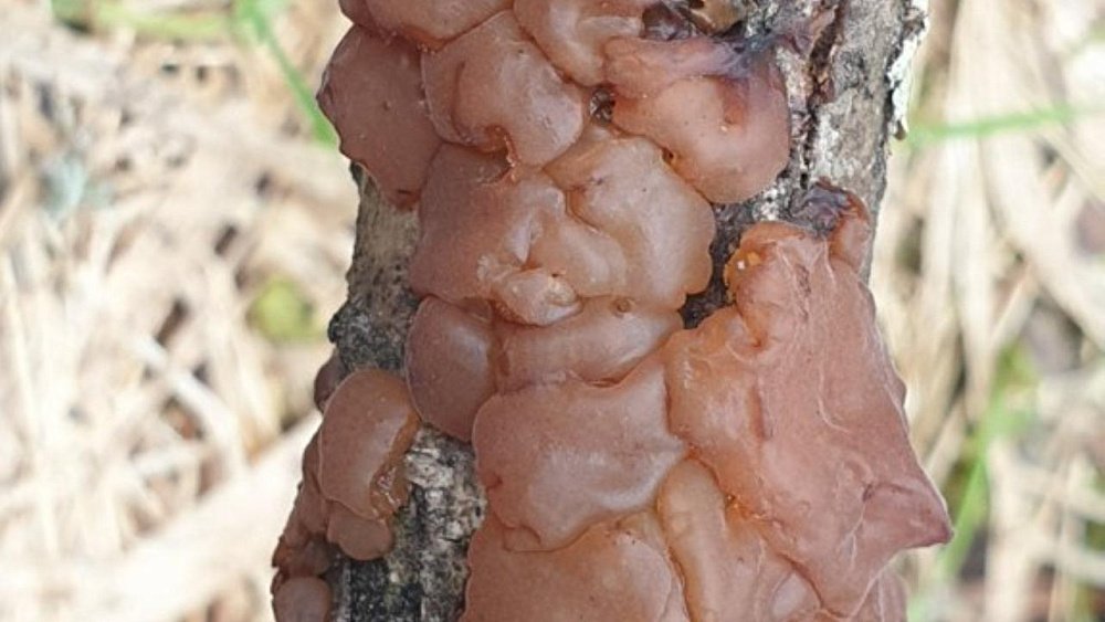 На Таганае впервые появился гриб эксидия