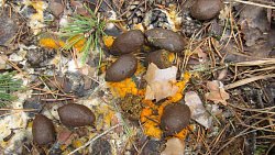 На Таганае впервые появился гриб эксидия