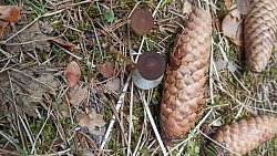 На Таганае впервые появился гриб эксидия