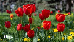 Челябинск расцвел яркими бутонами