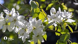 Челябинск расцвел яркими бутонами