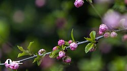 Челябинск расцвел яркими бутонами
