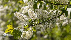 Челябинск расцвел яркими бутонами