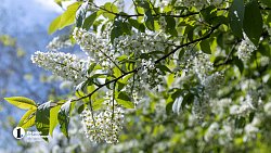 Челябинск расцвел яркими бутонами