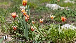 Челябинск расцвел яркими бутонами