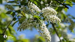 Челябинск расцвел яркими бутонами