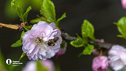 Челябинск расцвел яркими бутонами