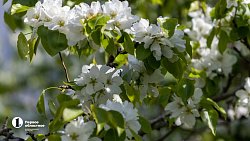 Челябинск расцвел яркими бутонами