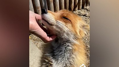 В Челябинском зоопарке поздравили лису с 10-летием