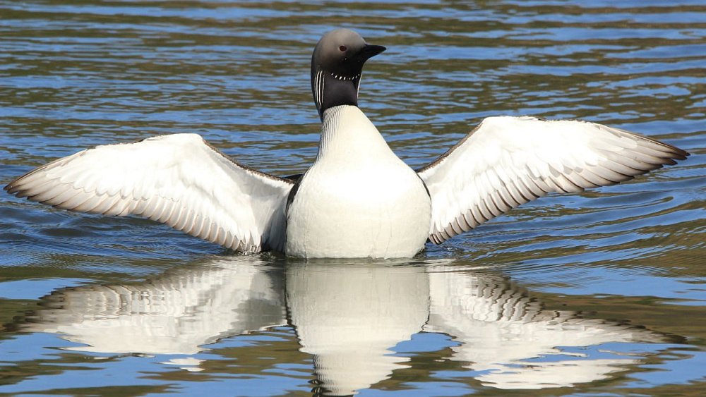 В нацпарк «Таганай» вернулись краснокнижные птицы
