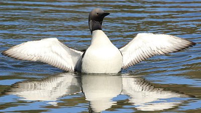 В нацпарк «Таганай» вернулись краснокнижные птицы