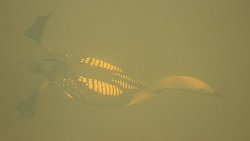 В нацпарк «Таганай» вернулись краснокнижные птицы