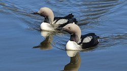 В нацпарк «Таганай» вернулись краснокнижные птицы