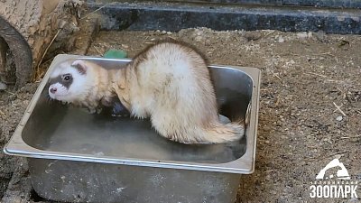 В Челябинском зоопарке отпраздновали День хорька