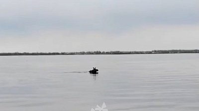 В Челябинске лось проплыл по Первому озеру