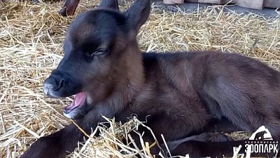 В Челябинском зоопарке у самки Маковки родился северный олененок