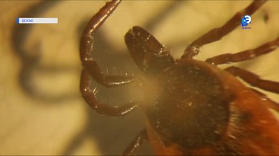 В Миассе выявлено более 270 случаев укусов клеща