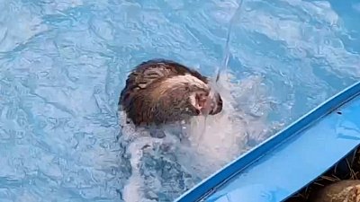 В Челябинском зоопарке выдра Маня купается в бассейне в непогоду