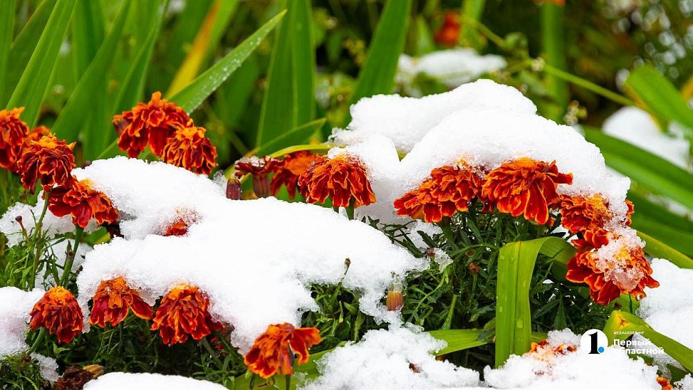 Жителей Челябинской области предупредили о заморозках в ночь на 7 мая