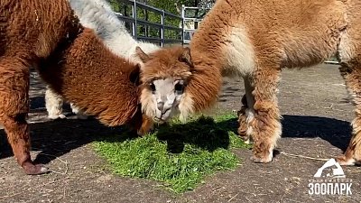 Питомцев Челябинского зоопарка угостили свежескошенной травой