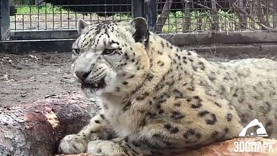 Игры снежных барсов в Челябинском зоопарке попали на видео