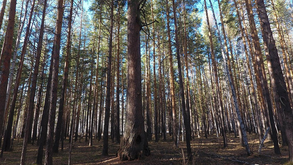 Звание главного дерева России может получить 358‑летняя Карагайская лиственница