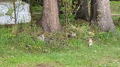 В нацпарке «Таганай» живут снегири