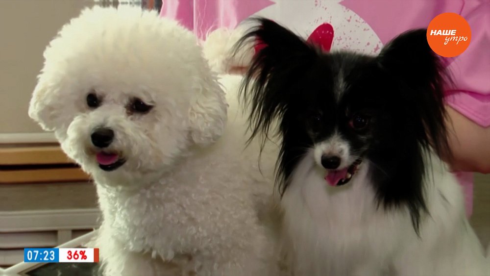 Кому нужен грумер? ― в рубрике «Усы, лапы и хвост»