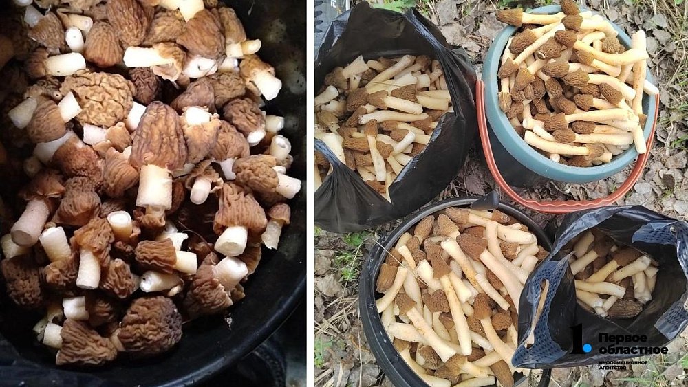 Челябинец за два дня собрал 50 килограммов сморчков