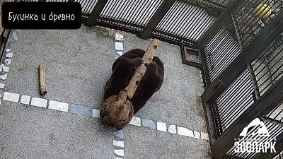 В Челябинском зоопарке сняли короткометражку «Бусинка и бревно»