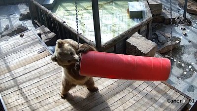 В Челябинском зоопарке медведица лениво играет с цилиндром