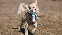 В Челябинске для собак запустили тренировки по бегу за искусственным зайцем
