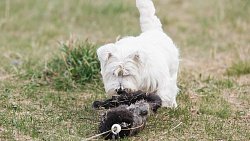 В Челябинске для собак запустили тренировки по бегу за искусственным зайцем