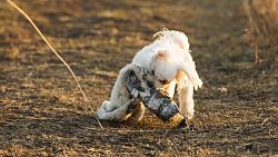 В Челябинске для собак запустили тренировки по бегу за искусственным зайцем
