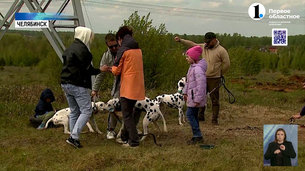 В Челябинске возобновили тренировки по курсингу для собак