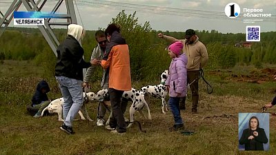 В Челябинске возобновили тренировки по курсингу для собак