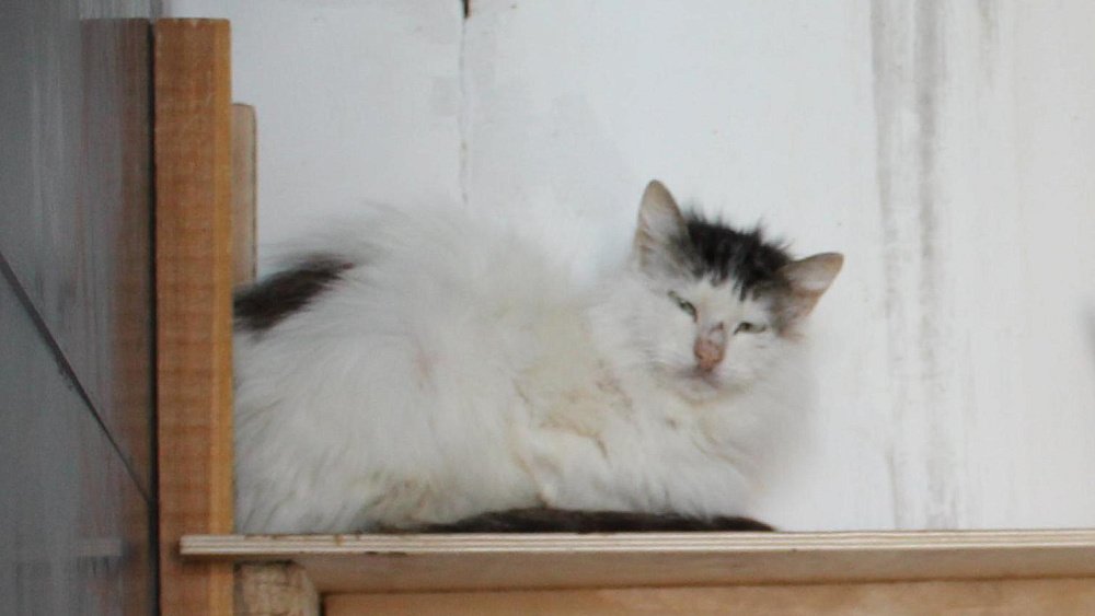 В Долгодеревенском на два месяца объявлен карантин по бешенству