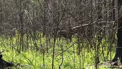 Лоси в нацпарке «Зигальга» попали в объектив камеры госинспекторов