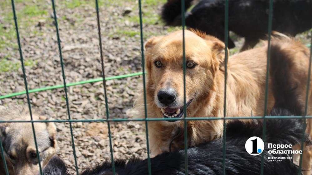 Челябинцев приглашают пообниматься с собаками
