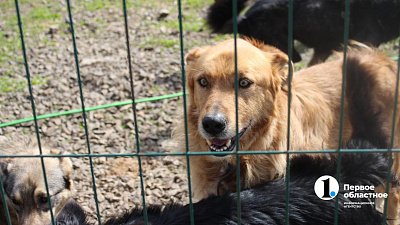 Челябинцев приглашают пообниматься с собаками