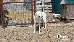 Челябинцев приглашают пообниматься с собаками