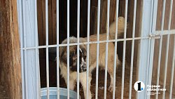 Челябинцев приглашают пообниматься с собаками