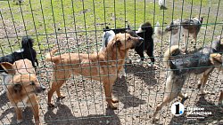 Челябинцев приглашают пообниматься с собаками