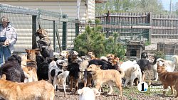 Челябинцев приглашают пообниматься с собаками