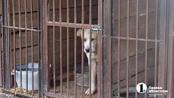 Челябинцев приглашают пообниматься с собаками