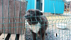 Челябинцев приглашают пообниматься с собаками