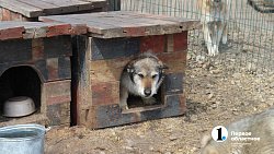 Челябинцев приглашают пообниматься с собаками